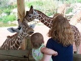Mary feeding the giraffe a cracker.  The giraffe has his tongue out.