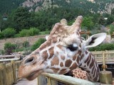 A closeup of the giraffe with the mountain behind him, or her.